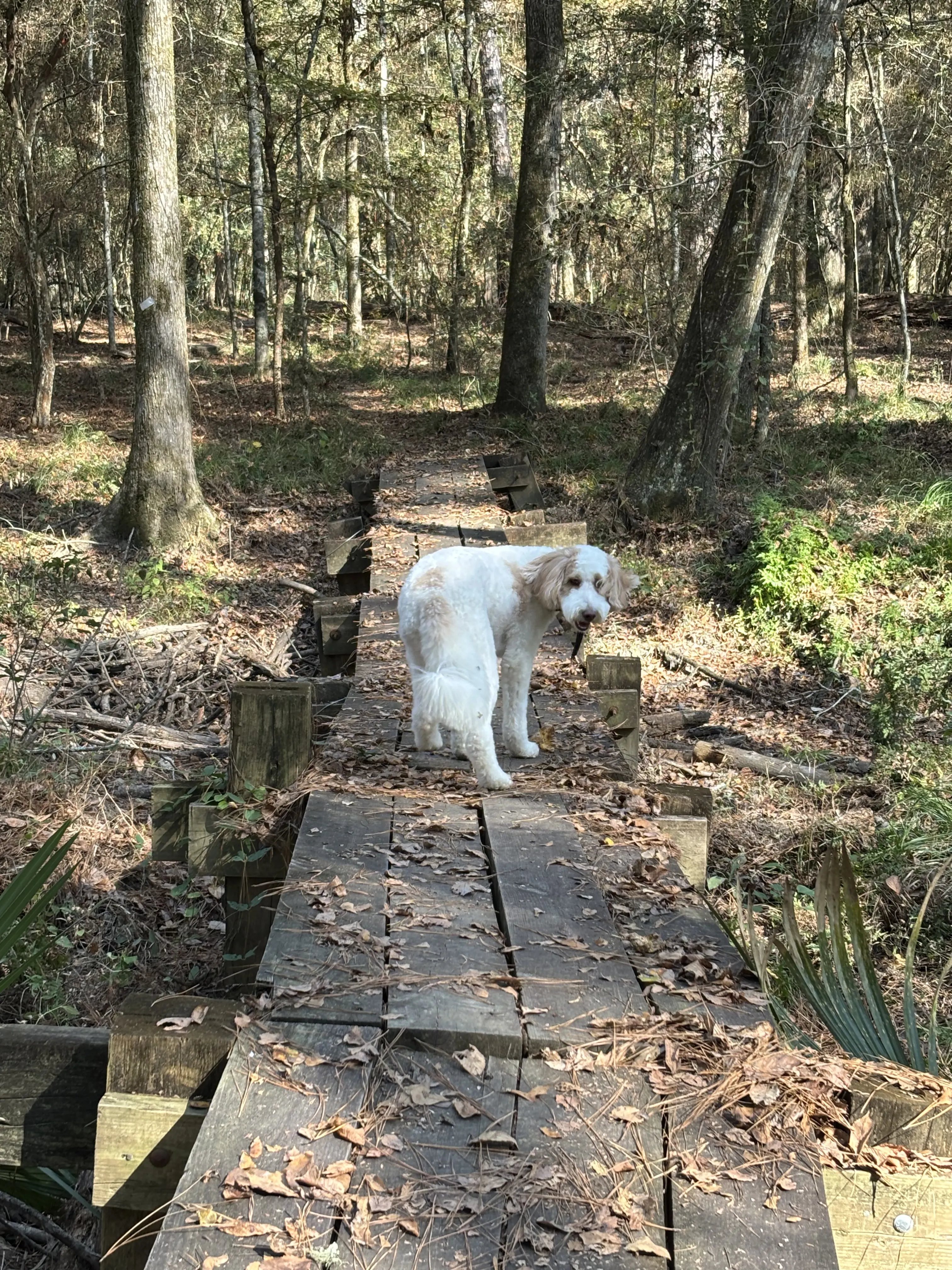 Birdie at Happy Camper — therapy at Happy Camper