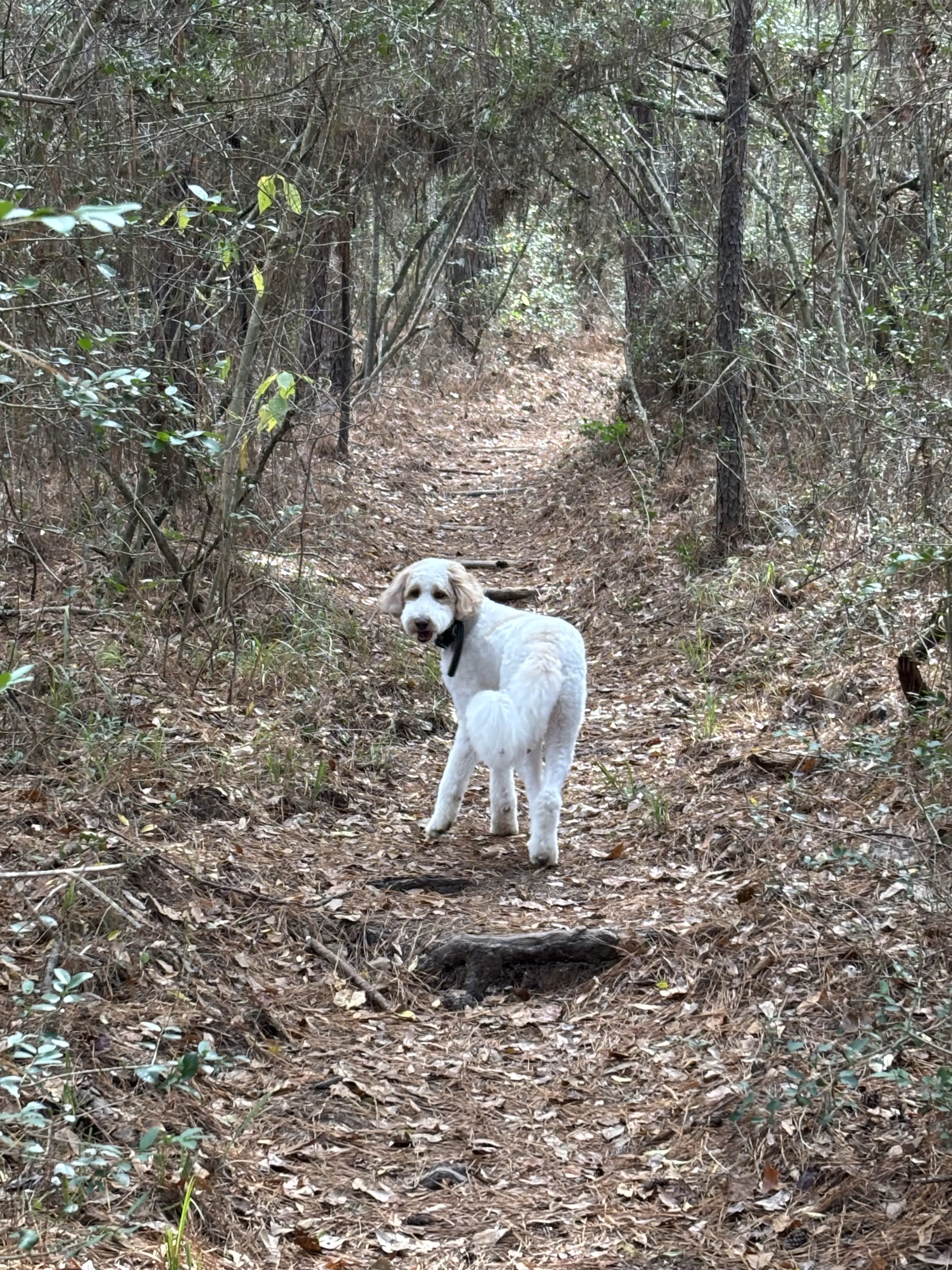 Birdie at Happy Camper — therapy at Happy Camper